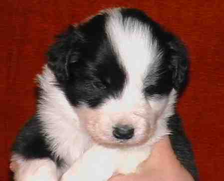 Festivo �dling, kuva M-L L�nnholtz