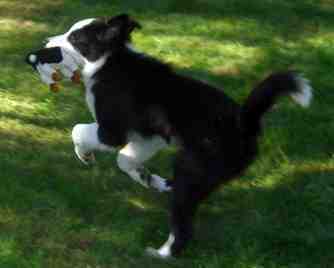 Festivo �dling Urho 16 vko, kuva Jenni Ankelo