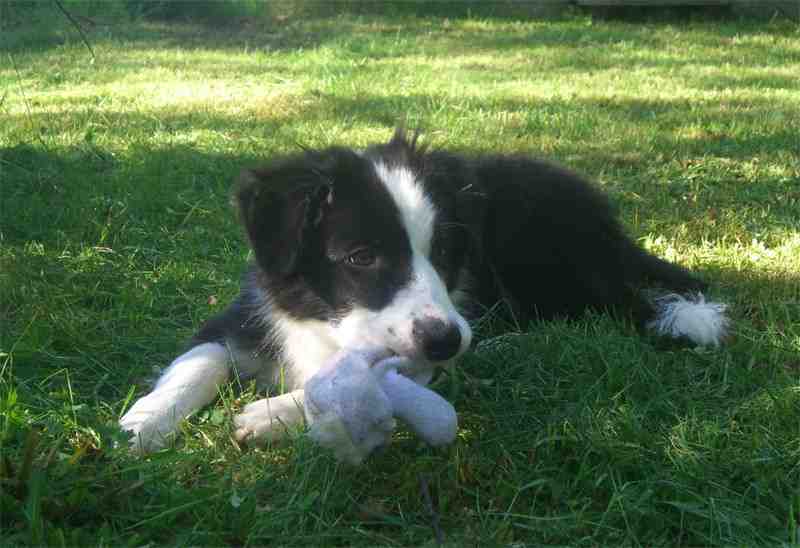 Festivo �dling Urho 16 vko, kuva Jenni Ankelo