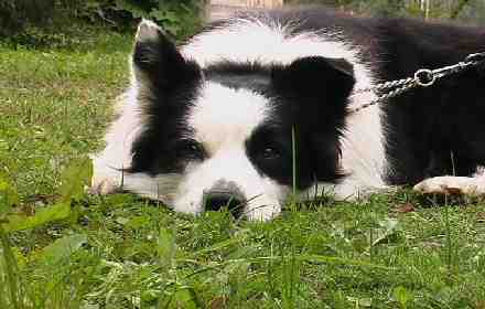 Fin Mva Xanadu Spirit von Skuddenhof Aku kuva M-L L�nnholtz