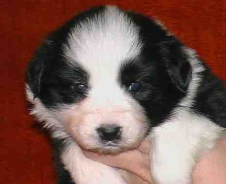 Festivo �lvan, kuva M-L L�nnholtz