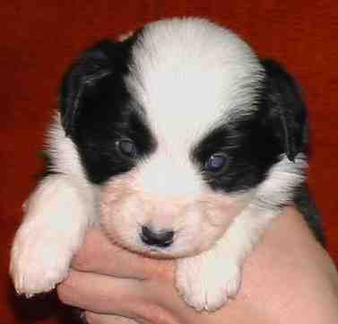 Festivo �mabel, kuva M-L L�nnholtz