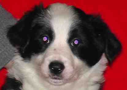 Festivo �ngsanemon 6 vko, kuva C-J L�nnholtz