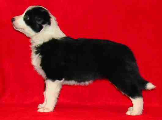 Festivo �ngsanemon 6 vko, kuva C-J L�nnholtz