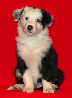 Festivo �ngsfryle 6 vko, kuva C-J L�nnholtz