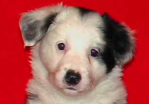 Festivo �ngsfryle 6 vko, kuva C-J L�nnholtz