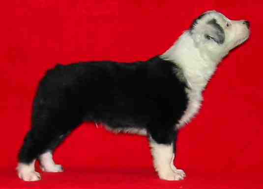 Festivo �ngsfryle 6 vko, kuva C-L L�nnholtz