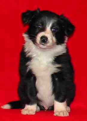 Festivo �ngsgr�e 6 cko, kuva C-J L�nnholtz