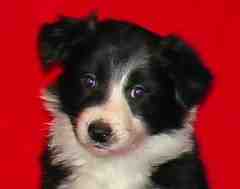 Festivo �ngsgr�e 6 vko, kuva C-J L�nnholtz