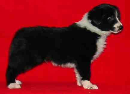 Festivo �ngsgr�e 6 vko, kuva C-J L�nnholtz