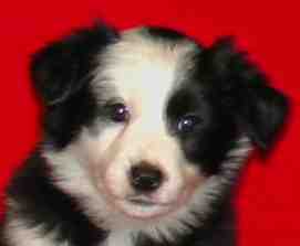 Festivo �ngsn�va 6 vko, kuva C-J L�nnholtz