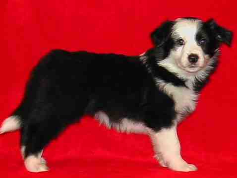 Festivo �ngsn�va 6 vko, kuva C-J L�nnholtz