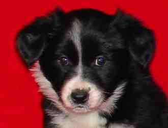 Festivo �ngssalvia 6 vko, kuva C-J L�nnholtz