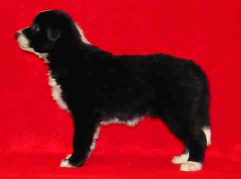 Festivo �ngssalvia 6 vko, kuva C-J L�nnholtz