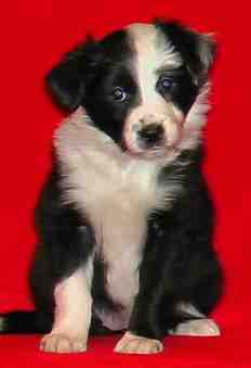 Festivo �ngsviol 6 vko, kuva C-J L�nnholtz