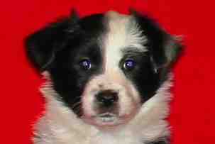 Festivo �ngsviol 6 vko, kuva C-J L�nnholtz