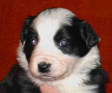 Festivo �ppel, kuva M-L L�nnholtz