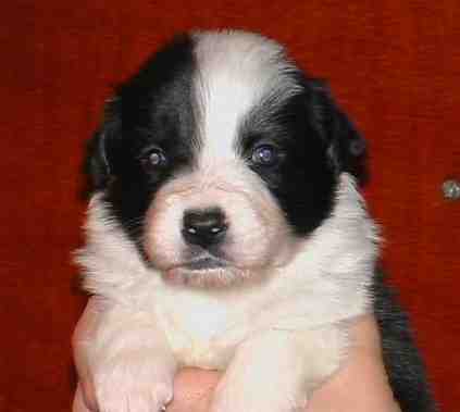 Festivo �rten, kuva M-L L�nnholtz