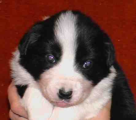 Festivo �ss�, kuva M-L L�nnholtz