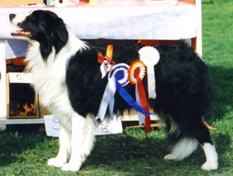 Fin Mva Beagold Black Prince