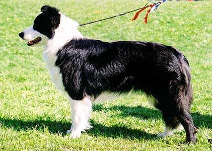 Fin Mva Fidelis Faith in you, kuva Ella Lamusuo