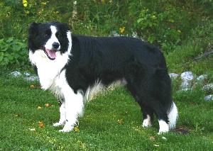 Fin Mva Krislyn McKawley