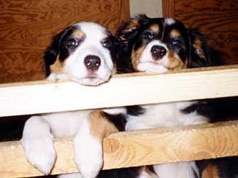 Festivo Lillimea ja Lulumecum