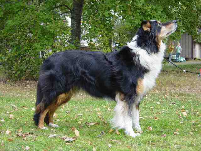 Fina Mva Festivo Lulumecum