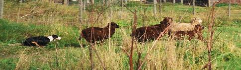 Festivo Unamea ty�ss�, kuva M-L L�nnholtz