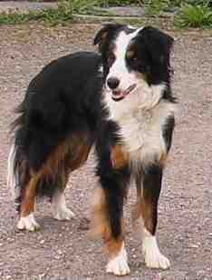 Festivo Unamea, kuva M-L L�nnholtz