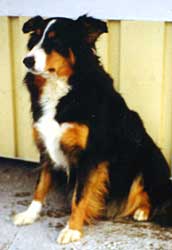 Fin Mva Minka, kuva M-L L�nnholtz