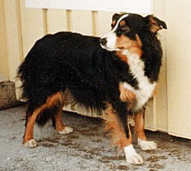 Fin Mva Minka, kuva M-L L�nnholtz