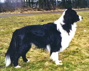 Fin Mva Festivo Nestorino