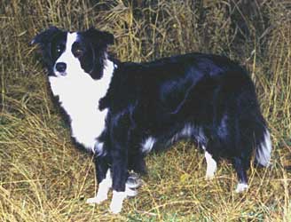 Fin Mva Fin Tva Festivo Nicole Dana