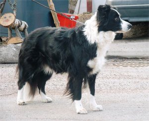 Fin Mva Fin Tva Festivo Nicole Dana