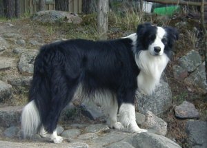 Fin & Kans Mva Festivo Ninoneron