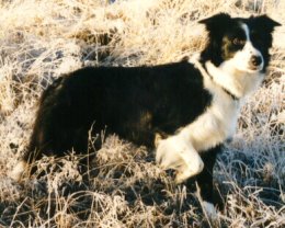 Fin Mva Est Mva Festivo Nixie