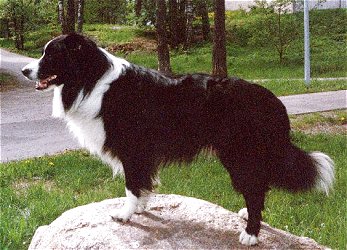 Fin Mva Fin Kva Festivo Number One Febo