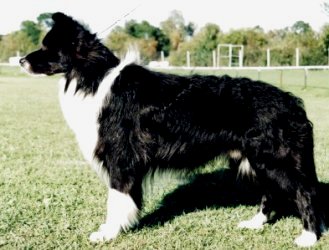 Pikkupaimenen Cuba Libre