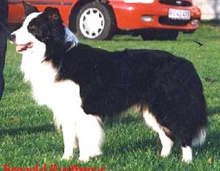 Dk Ch KBHV-93 Beagold Righteous