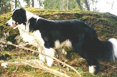 Fin Mva Fin Ava Festivo Samba