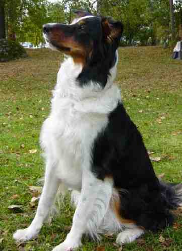 Festivo Unicum, kuva N.Futtari