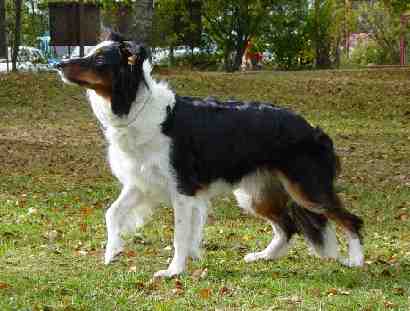 Festivo Unicum kuva N.Futtari