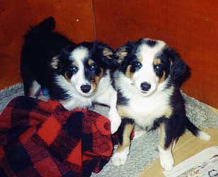 Tyt�t Festivo Unicum ja Unamea kuva M-L L�nnholtz