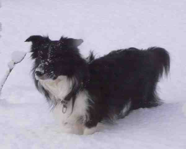 Festivo Veeti, kuva Juha Haimala