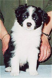 Festivo Viking 6 vko