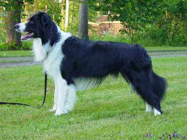 Festivo Viking, kuva N.Futtari