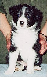 Festivo Vivika 6 vko