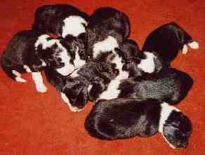 Sanin ja Rontin pennut 1vko, kuva M-L L�nnholtz