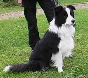 Festivo Zenon, kuva M-L L�nnholtz